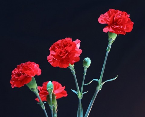 red-carnations
